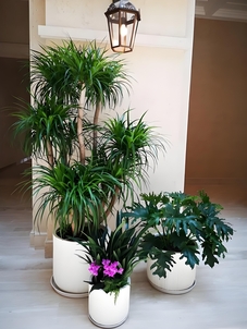 宁波前湾植物租赁，解锁绿植美化新方式亡