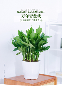 热词聚焦！海曙花卉租摆设计，满足你的审美需求