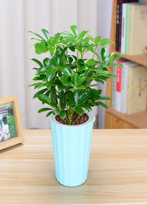 宁波余姚花卉租赁，热门之选打造魅力空间