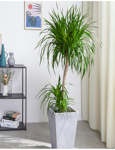 探秘宁波海曙专业绿化养护，领略别样绿意