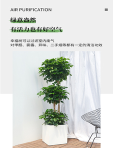 宁波余姚花卉租摆设计