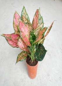 前湾花木出租，服务出色，为您的环境增添生机！