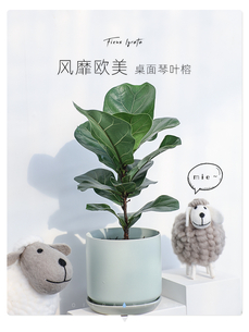 租摆植物来宁波余姚，享一流服务超省心