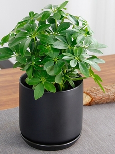 宁波镇海花木出租公司，为您打造别样绿色空间