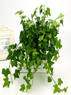 宁波绿植租赁哪家强？服务超棒的在这里！