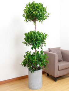 余姚绿化修剪公司，热选之姿满足您对绿化的期待！