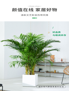 深挖前湾植物租摆设计，尽显独特魅力