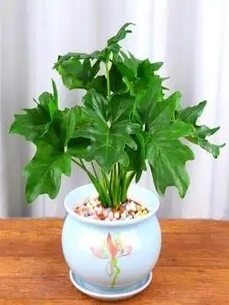 宁波鄞州绿植租摆价格实惠