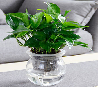 快来瞧！宁波前湾绿化修剪，服务堪称一绝！