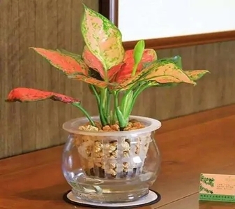 想出租植物装点余姚的家？这里有您的答案