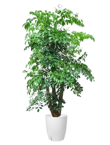 宁波杭州湾植物租赁设计