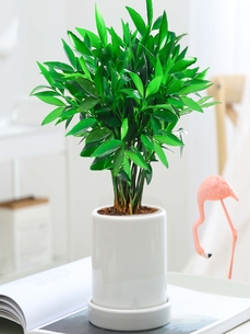 宁波前湾盆景出租专业，给生活添抹绿意