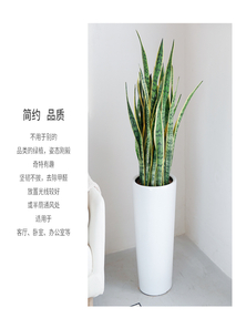 杭州湾绿植租摆哪家好