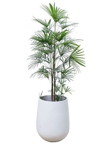 宁波前湾盆景租摆方案